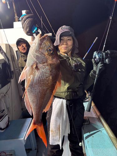 マダイの釣果