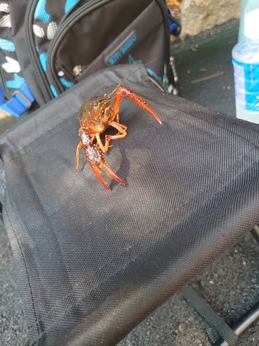 アメリカザリガニの釣果
