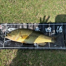 ブラックバス