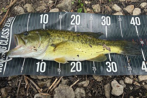 ブラックバスの釣果