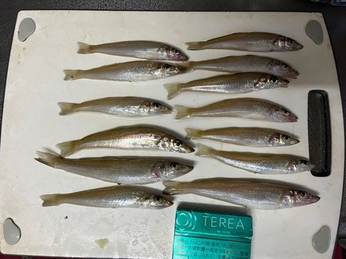 キスの釣果