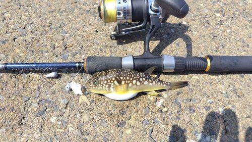コモンフグの釣果