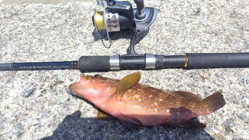 キジハタの釣果