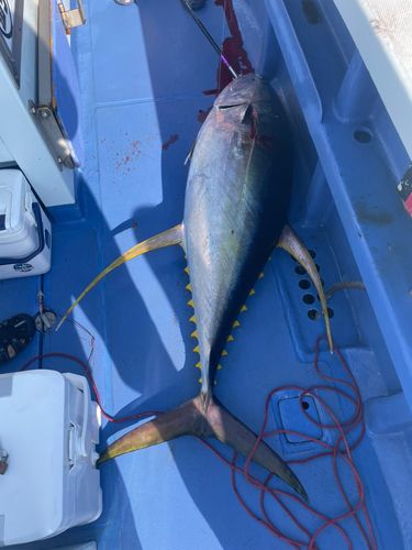 キハダマグロの釣果