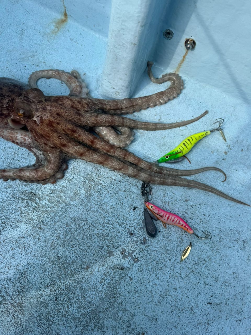 めぐまいさんの釣果 2枚目の画像