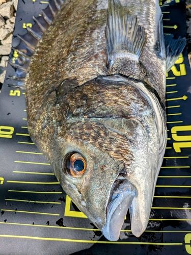 チヌの釣果