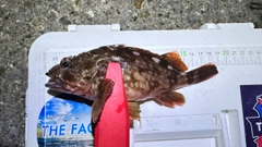 カサゴの釣果