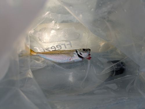 マアジの釣果