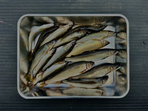 アユの釣果
