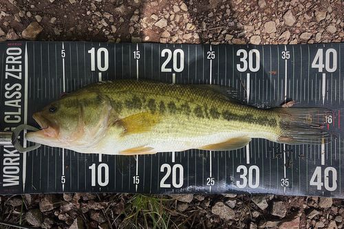 ブラックバスの釣果