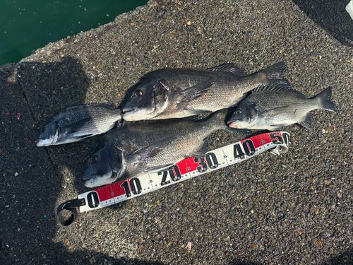 チヌの釣果