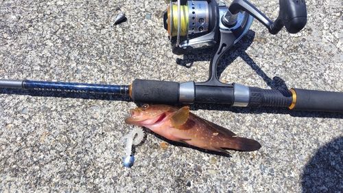 キジハタの釣果