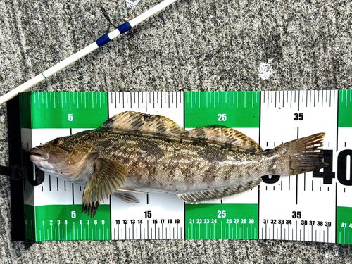 アイナメの釣果