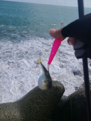 フグの釣果