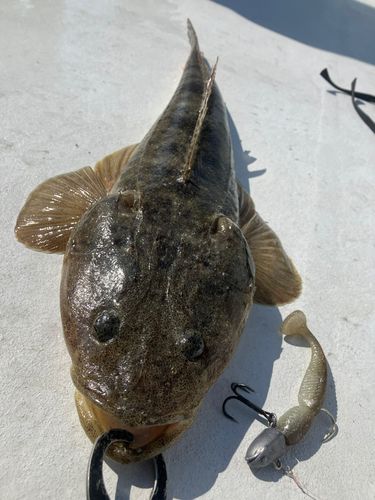 マゴチの釣果