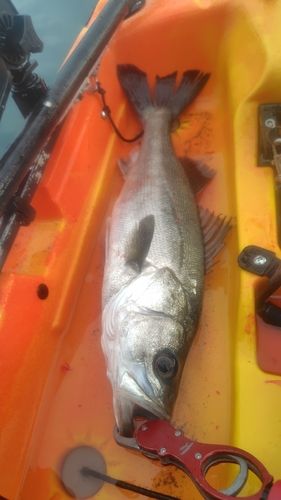 スズキの釣果