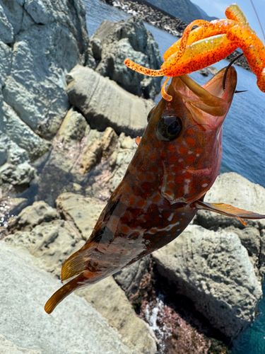 キジハタの釣果