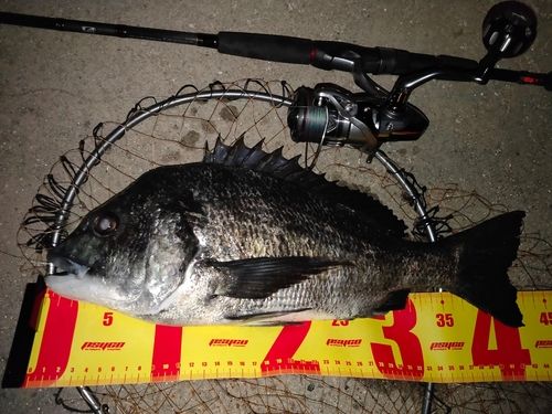 クロダイの釣果