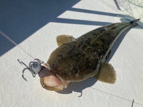 マゴチの釣果