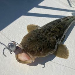 マゴチ