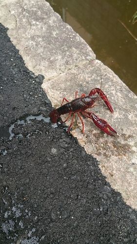アメリカザリガニの釣果