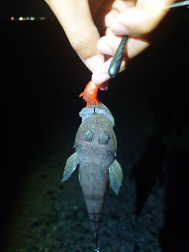 イネゴチの釣果