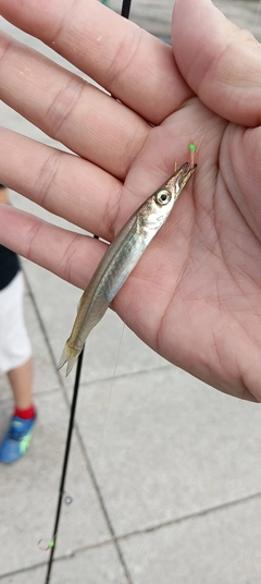カマスの釣果