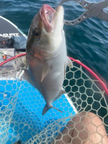 ショゴの釣果