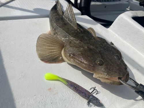 マゴチの釣果