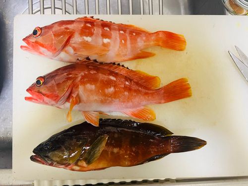 アカハタの釣果