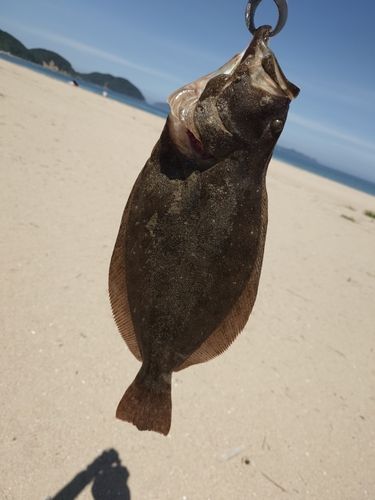 ヒラメの釣果