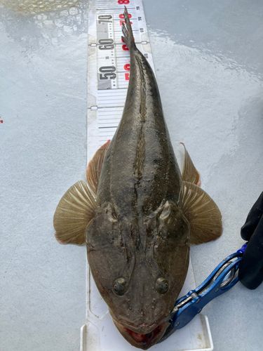 マゴチの釣果