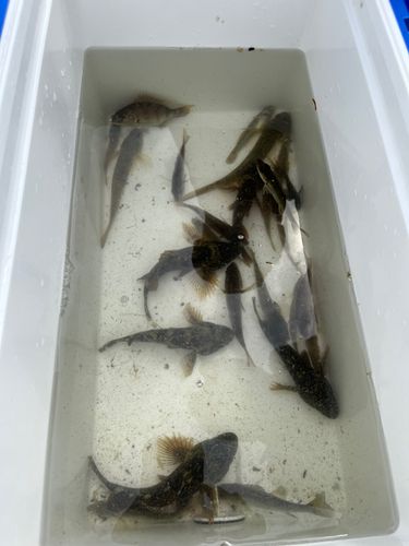ハゼの釣果