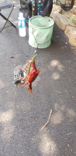 アメリカザリガニの釣果