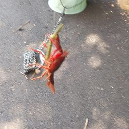 アメリカザリガニ