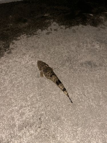 マゴチの釣果