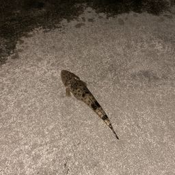 マゴチ