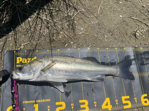 スズキの釣果
