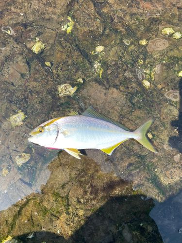 ショゴの釣果