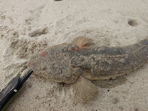 マゴチの釣果