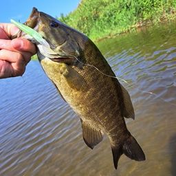 スモールマウスバス