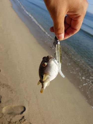 フグの釣果