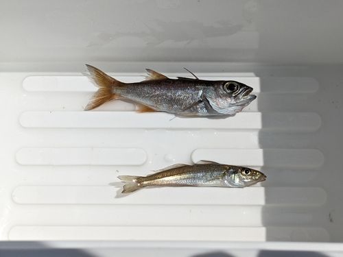 シロギスの釣果