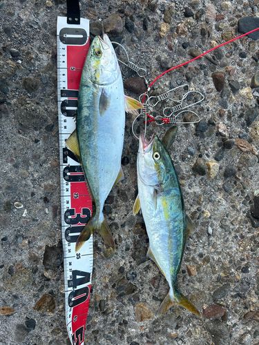 ヤズの釣果