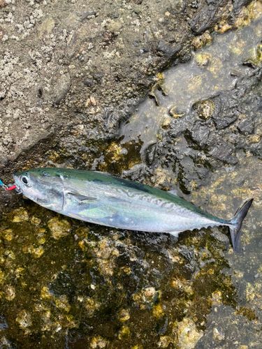 ソウダガツオの釣果