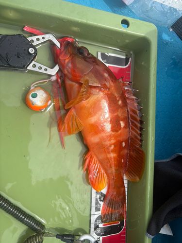 アカハタの釣果