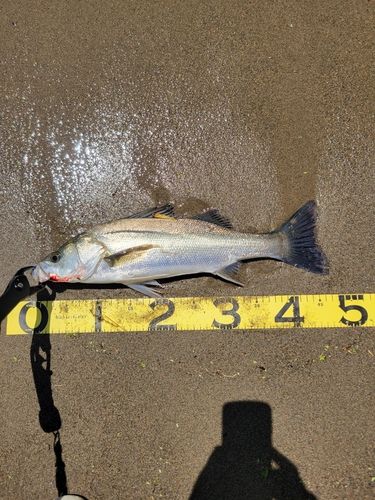 スズキの釣果