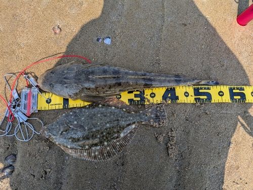 マゴチの釣果