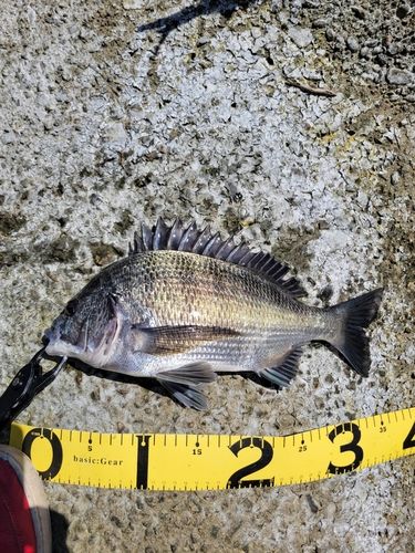 クロダイの釣果