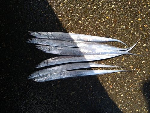 タチウオの釣果